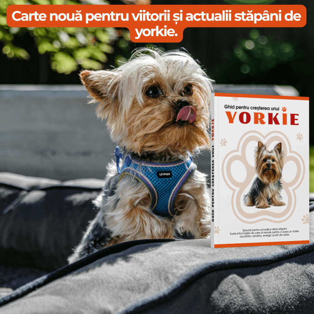 Ghid pentru creșterea unui Yorkie