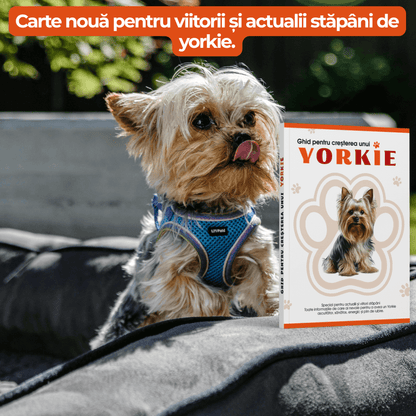 Ghid pentru creșterea unui Yorkie